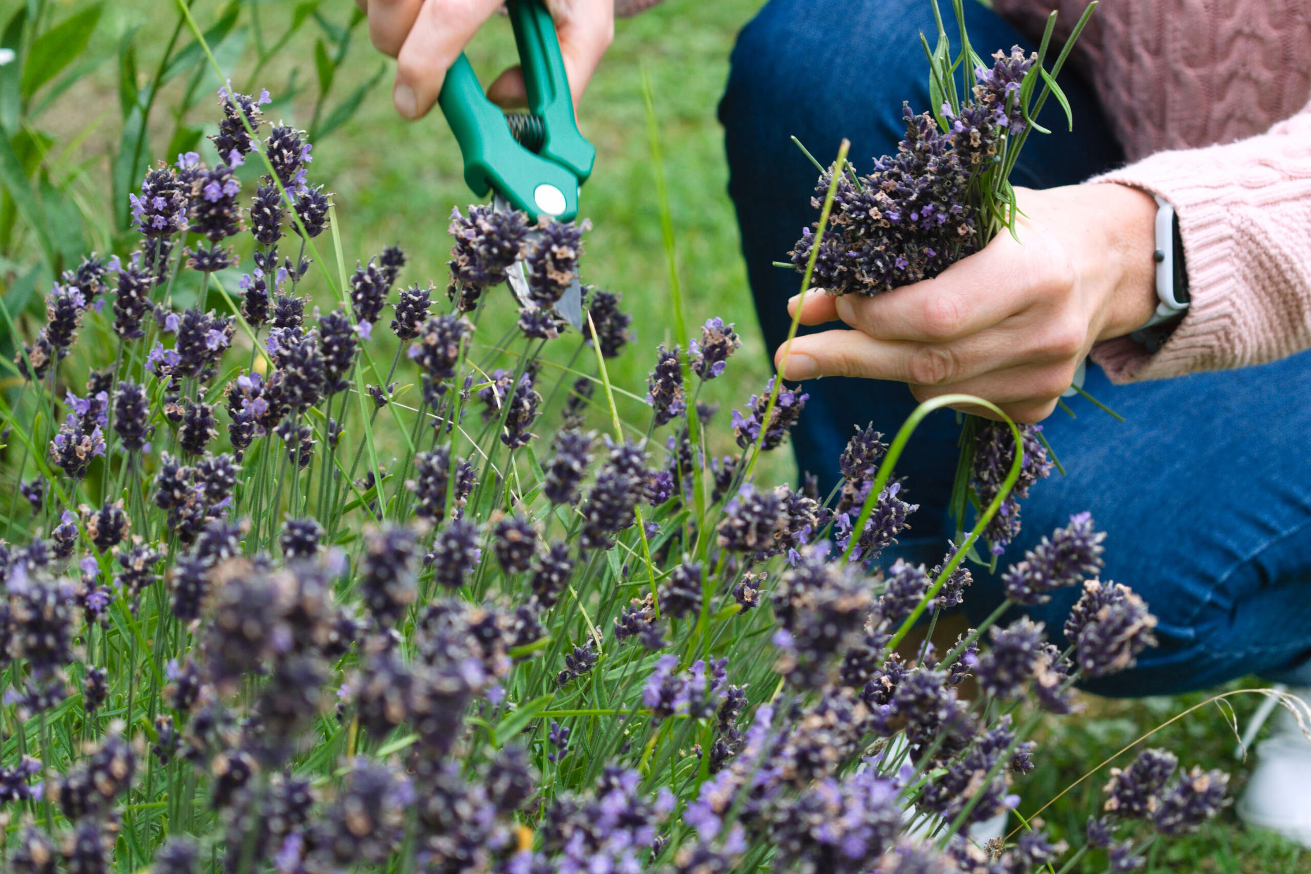 Rasenmaehen Berlin Potsdam Rueckschnitt Hecke Berlin Potsdam
